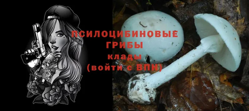 Псилоцибиновые грибы Cubensis  где можно купить   Верещагино 